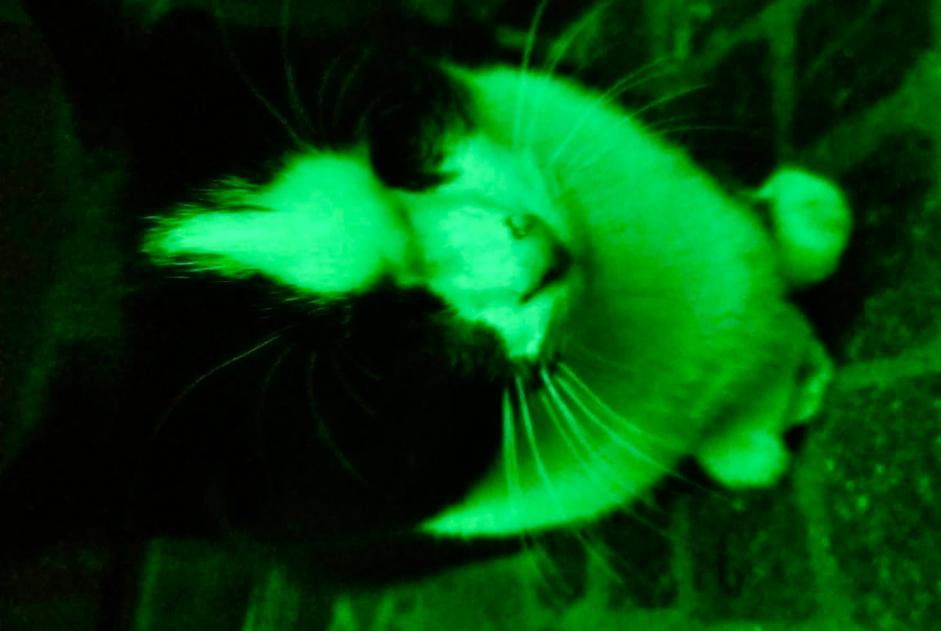 Discovery alert Cat Unknown Nyon Switzerland