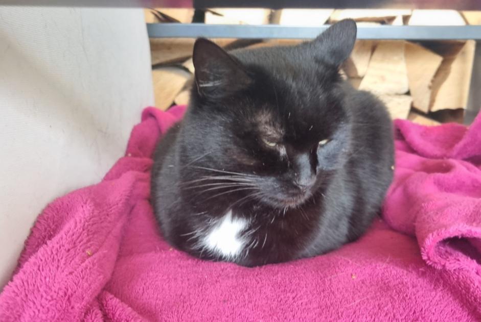 Alerta de Hallazgo Gato Hembra Val-de-Ruz Suiza Alerta de Hallazgo Gato Hembra Val-de-Ruz Suiza