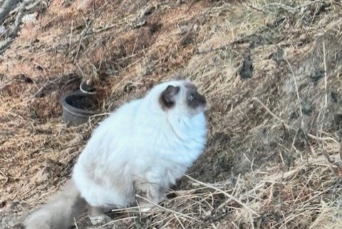 Alerta de Hallazgo Gato  Desconocido Nendaz Suiza
