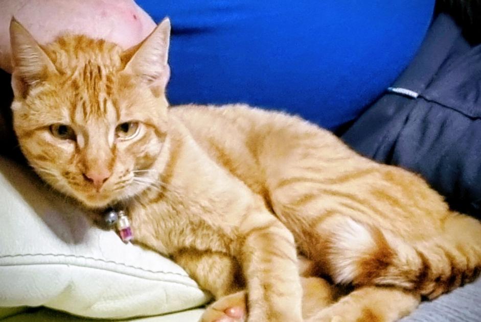 Alerte Disparition Chat croisement Mâle , 1 ans Semsales Suisse Alerte Disparition Chat croisement Mâle , 1 ans Semsales Suisse