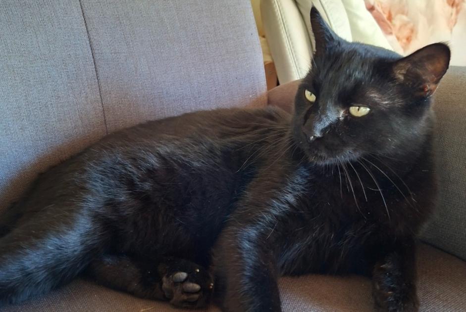 Alerte Découverte Chat Mâle Savièse Suisse